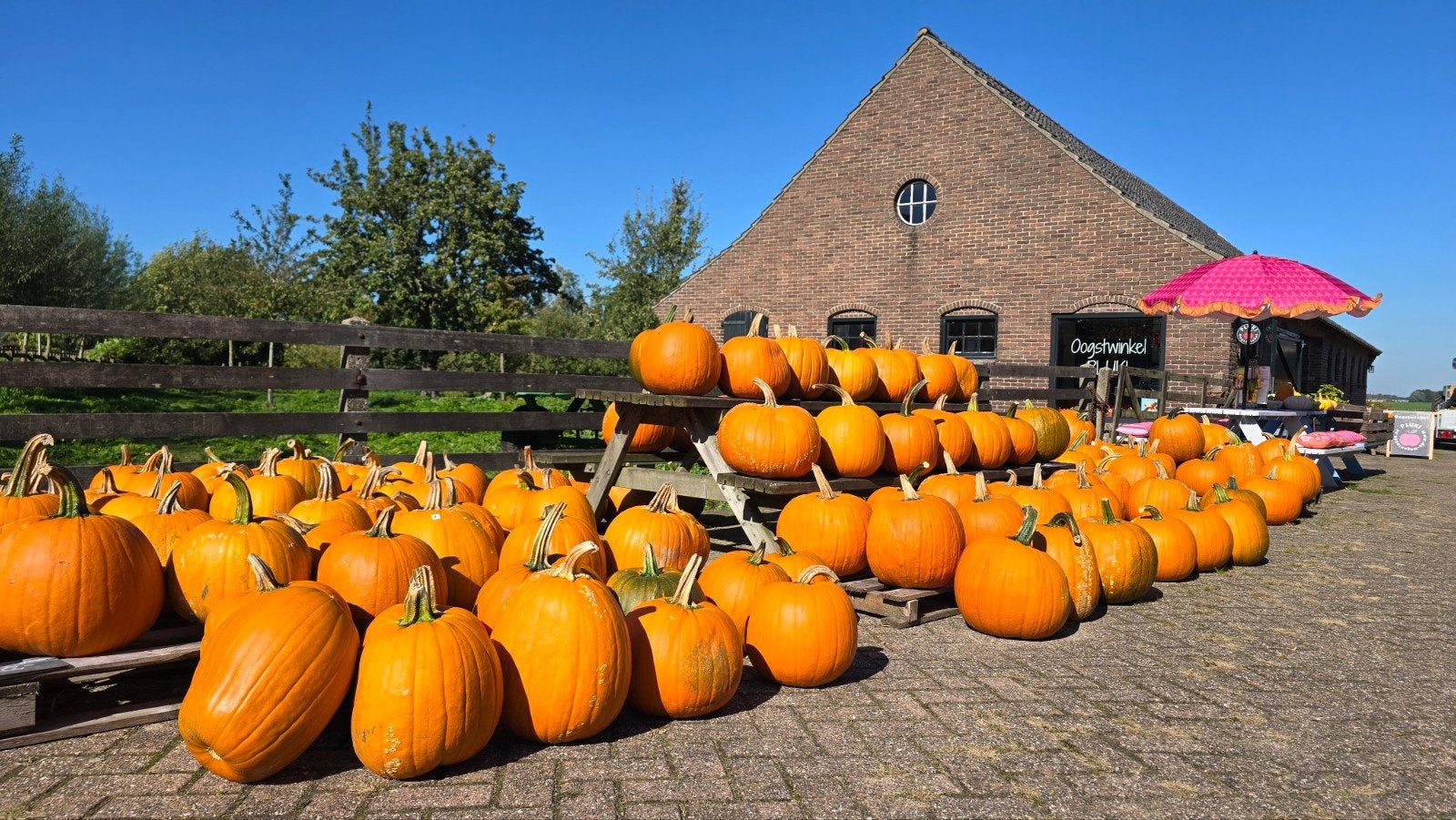Heel veel mooie grote en kleine pompoenen, Ophalen