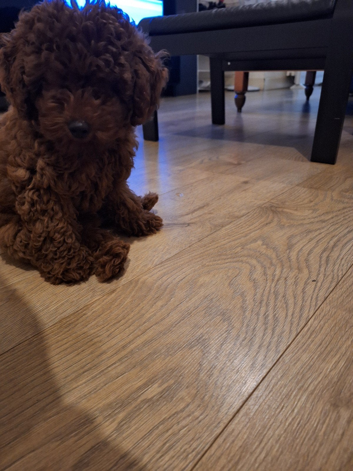Mini toy poedel, Dieren en Toebehoren, Honden | Chihuahua's en Gezelschapshonden, Poedel, Particulier, 15 weken tot 1 jaar, Reu