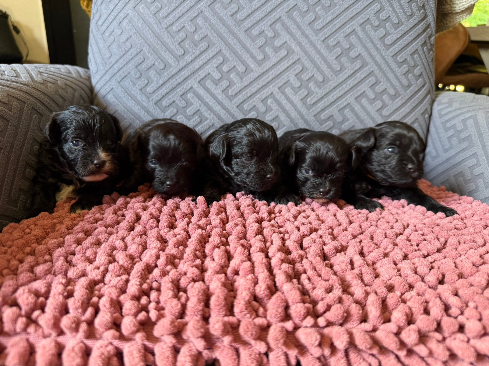 Shihpoo puppy’s, Parvo, Nederland, Overige rassen, 8 tot 15 weken