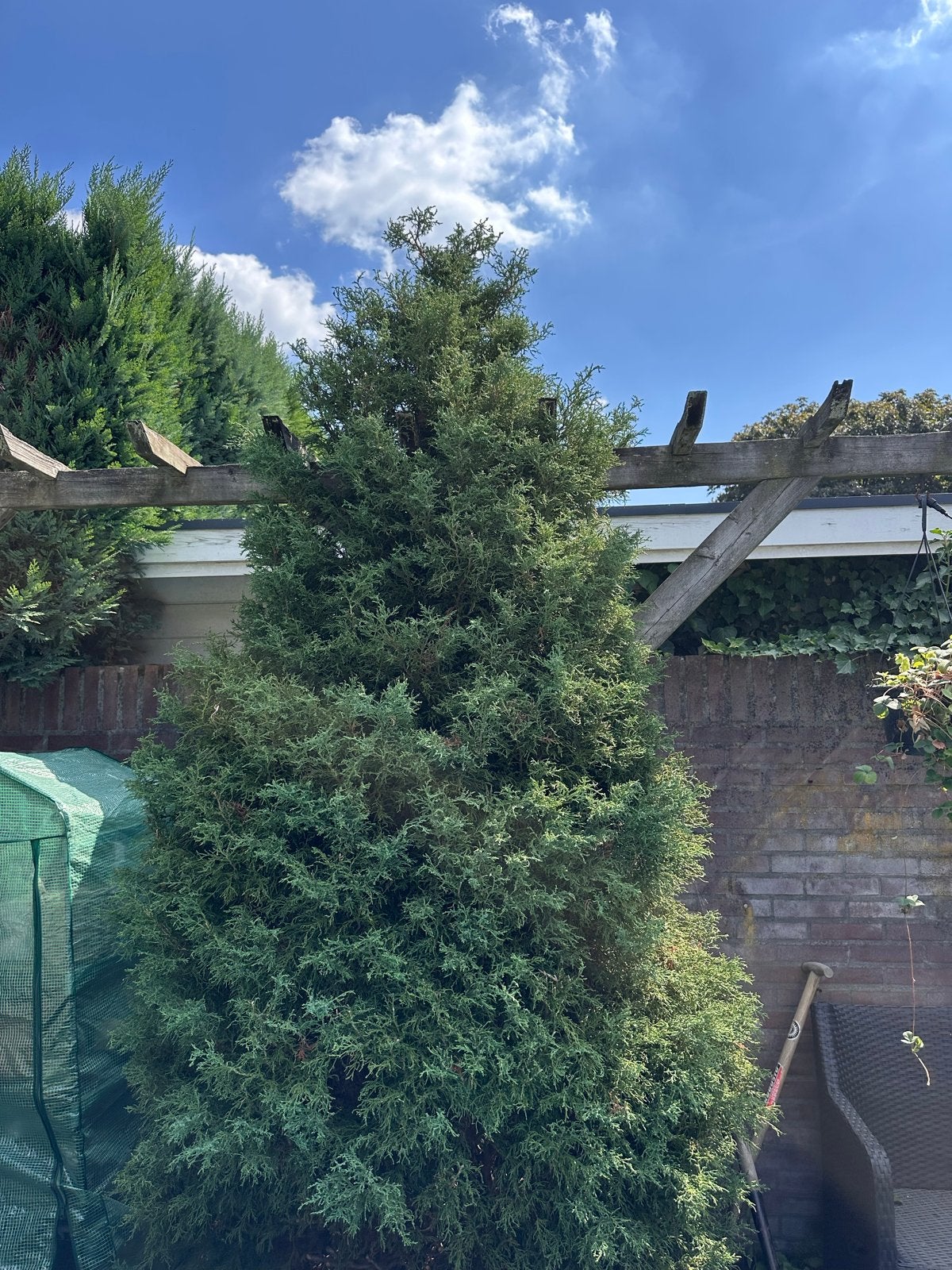Gratis Grote boom voor buiten, Tuin en Terras, Planten | Bomen, Bloeit niet, Overige soorten, 400 cm of meer, Ophalen