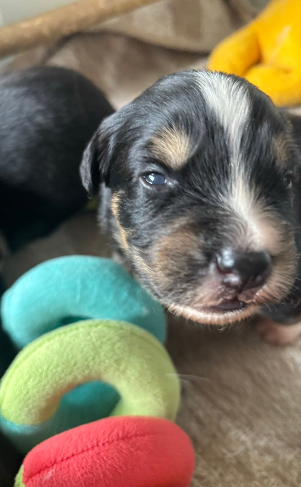 Australian shepherd pups, Dieren en Toebehoren, 8 tot 15 weken, Parvo, Meerdere, Meerdere dieren