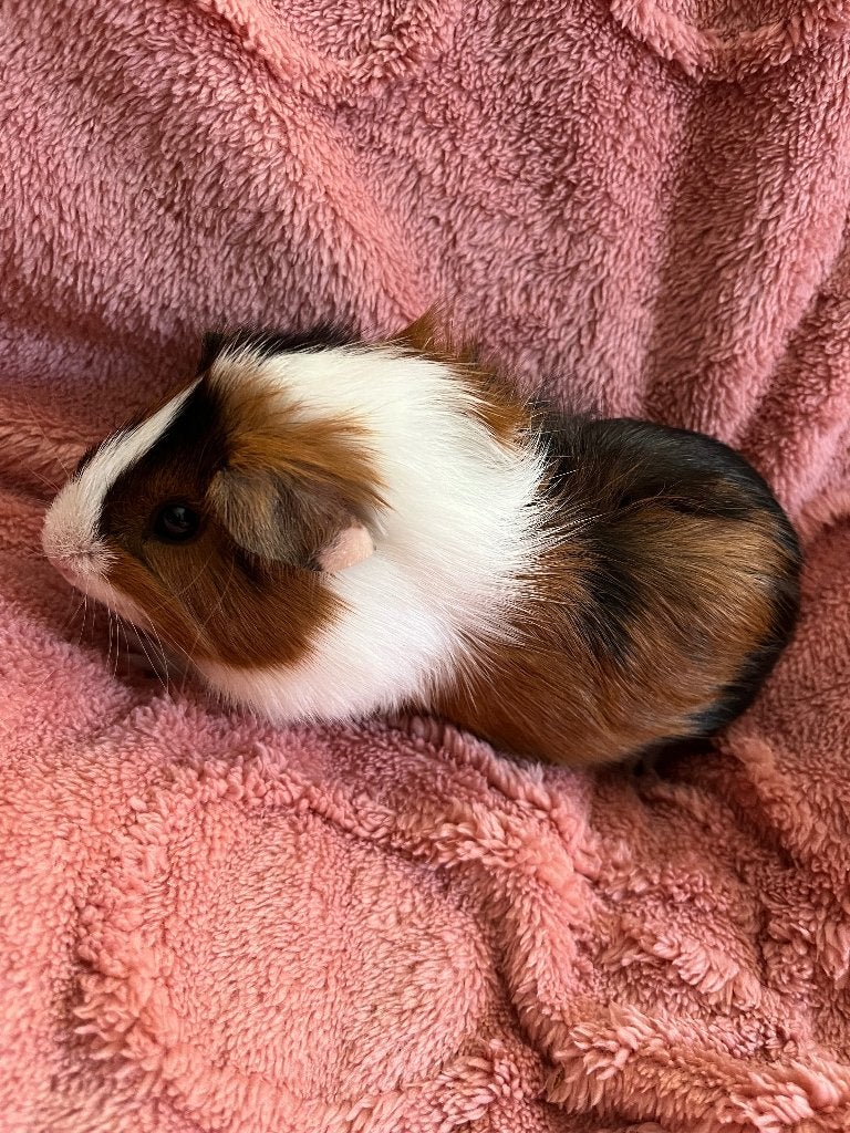 Cavia zeugje, Cavia, Juni, Vrouwelijk, Tam