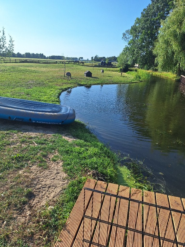 Qaussant  schapen, Dieren en Toebehoren, Vrouwelijk, Schaap, 0 tot 2 jaar