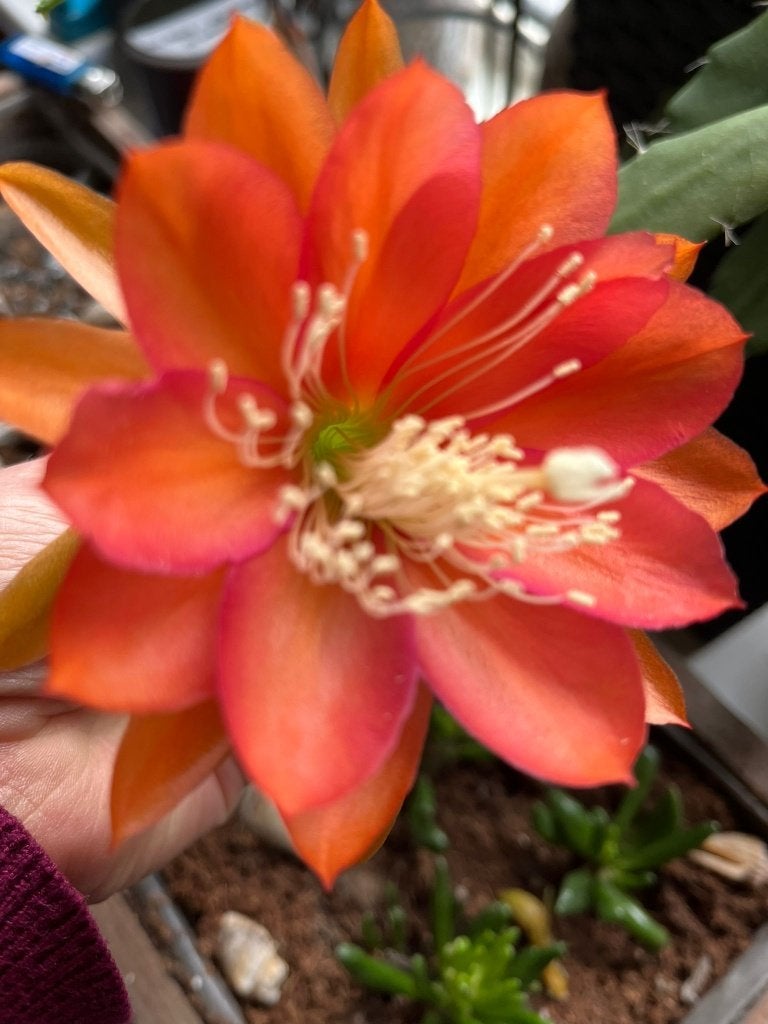 epiphyllum cactus ein tolles ding gewortelde stekken, Huis en Inrichting, Kamerplanten, Minder dan 100 cm, Bloeiende kamerplant