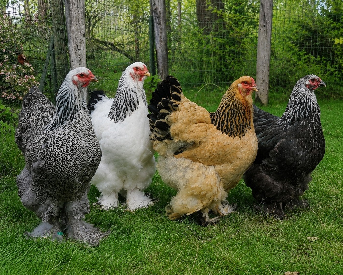 Brahma groothoender hennen verschillende kleuren leeftijden, Dieren en Toebehoren, Pluimvee, Meerdere dieren, Kip