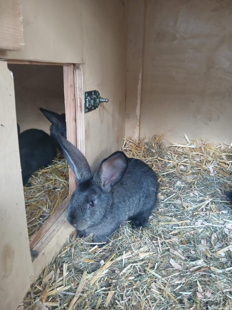 Jonge konijnen lotharing groot x Vlaamse reus, Dieren en Toebehoren, Meerdere dieren, Groot