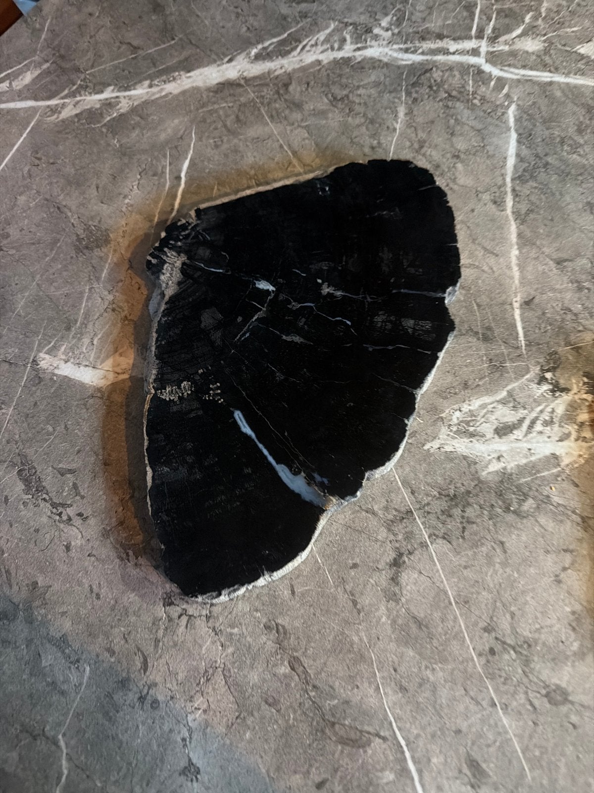 Versteend hout. Petrified wood, Ophalen, Fossiel