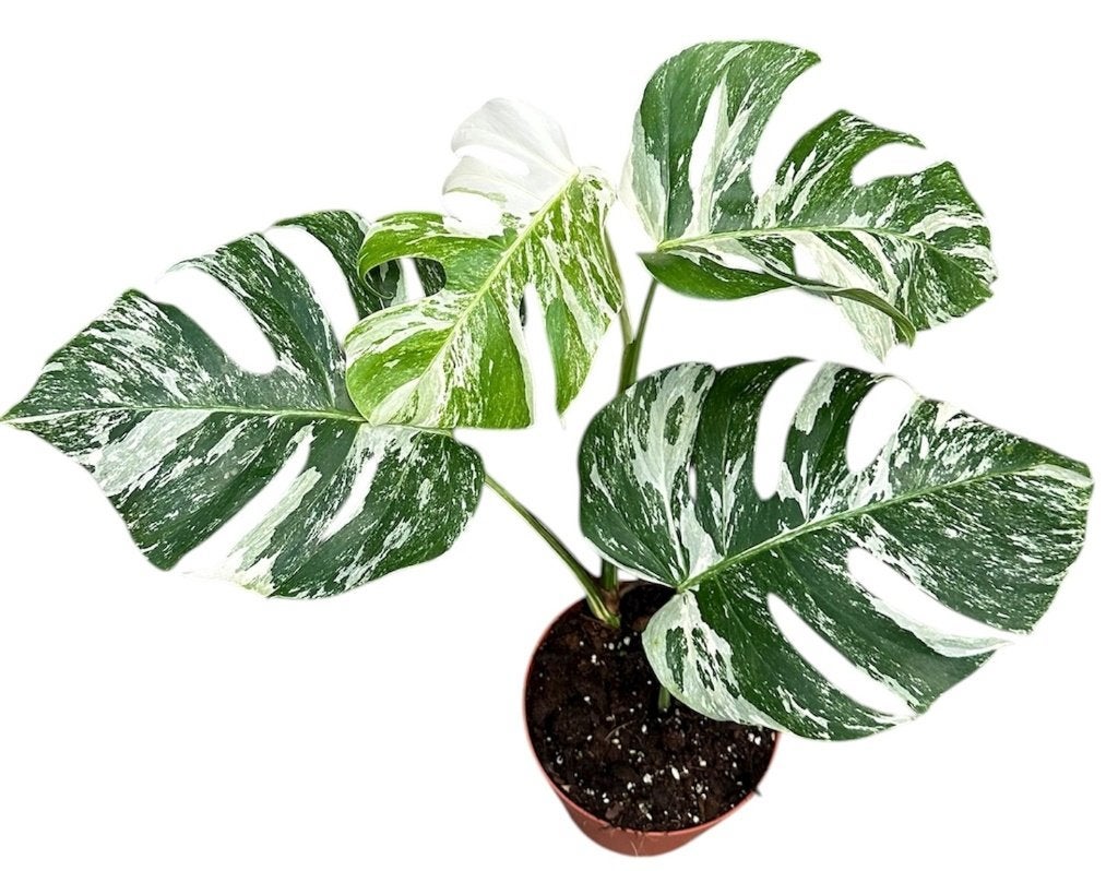 Monstera Deliciosa Variegata | P17 | 50 CM Hoog, Overige soorten, In pot, Minder dan 100 cm, Groene kamerplant