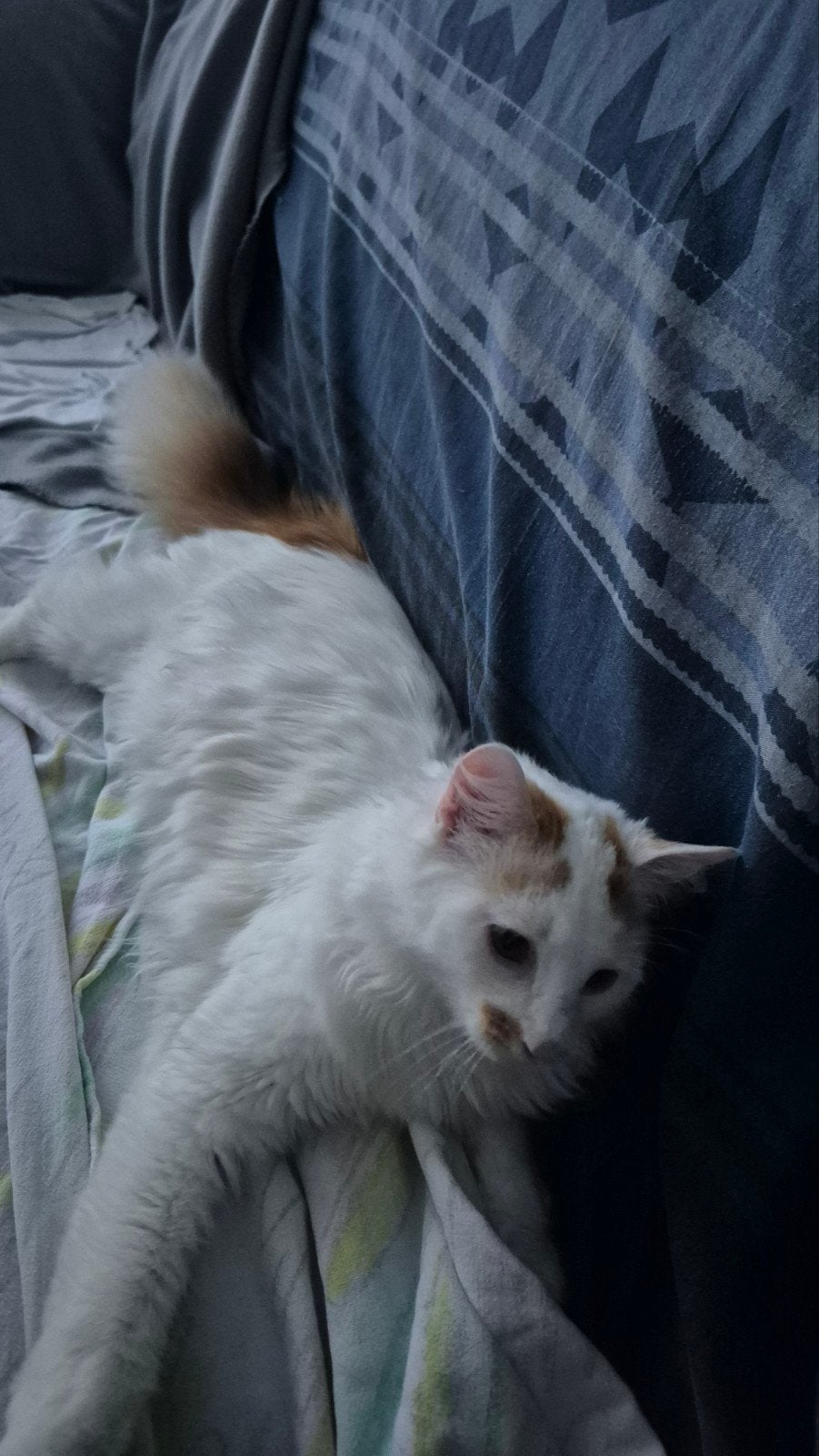 Kitten, Dieren en Toebehoren, Katten en Kittens | Overige Katten