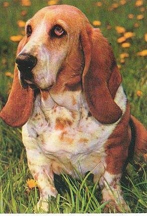 Ansichtkaart 	Hond, Verzenden, 1960 tot 1980, Gelopen, Hond of Kat