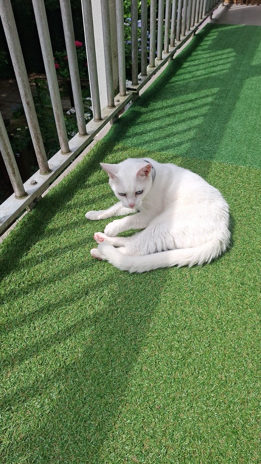 poes, Poes, Gechipt, 0 tot 2 jaar
