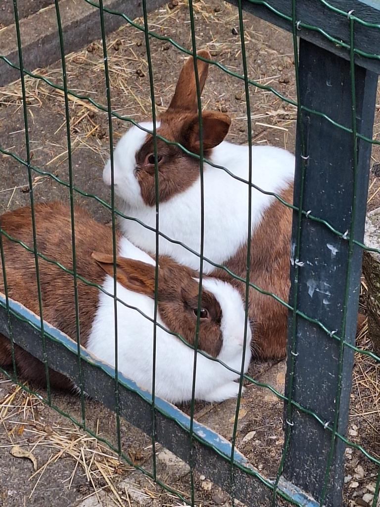 Hollanders., Dieren en Toebehoren, Konijnen, Vrouwelijk, Middelgroot, 0 tot 2 jaar