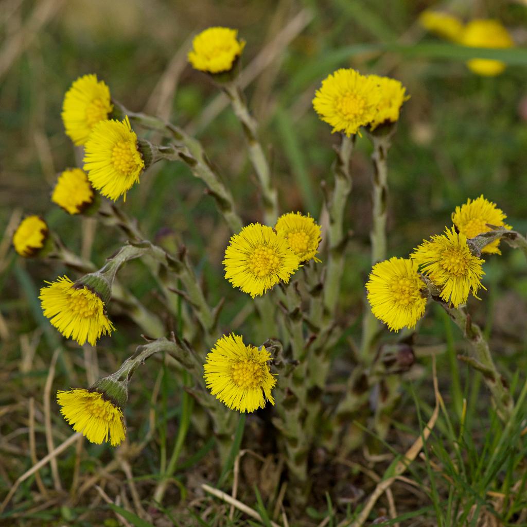 Zaden klein hoefblad (Tussilago farfara) - inheems, bio, Ophalen of Verzenden, Voorjaar, Volle zon, Zaad