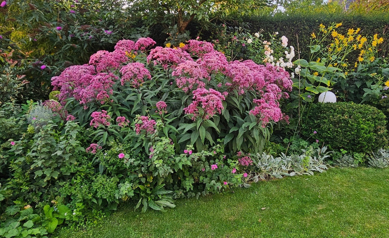 mooie grote eupatorium (leverkruid), Ophalen