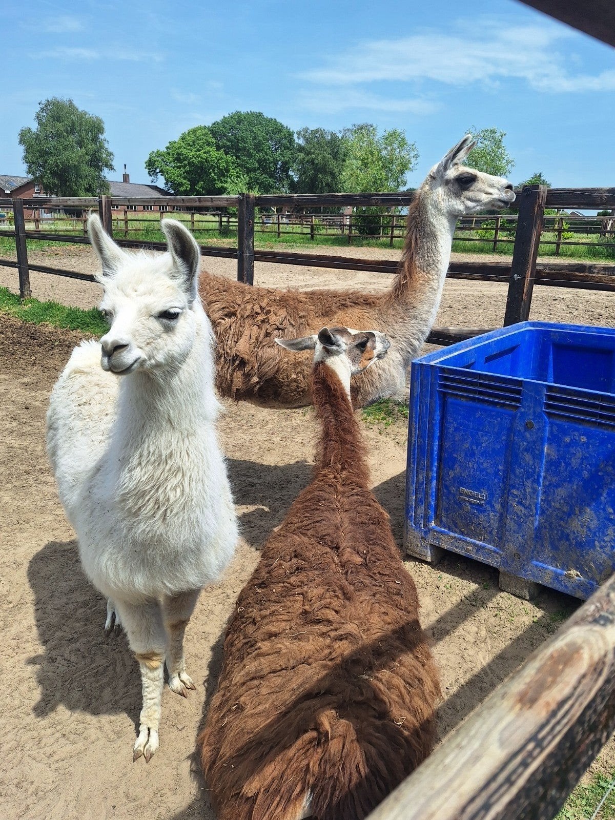 Te koop groepje lama's, Dieren en Toebehoren, Overige Dieren, Maart, Meerdere dieren
