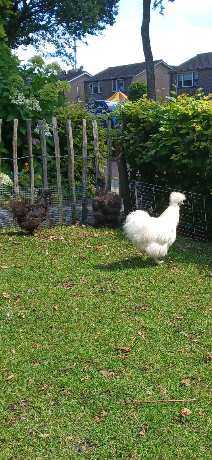 2 zijdehoen hennen kriel, Dieren en Toebehoren, Pluimvee, Vrouwelijk, Kip