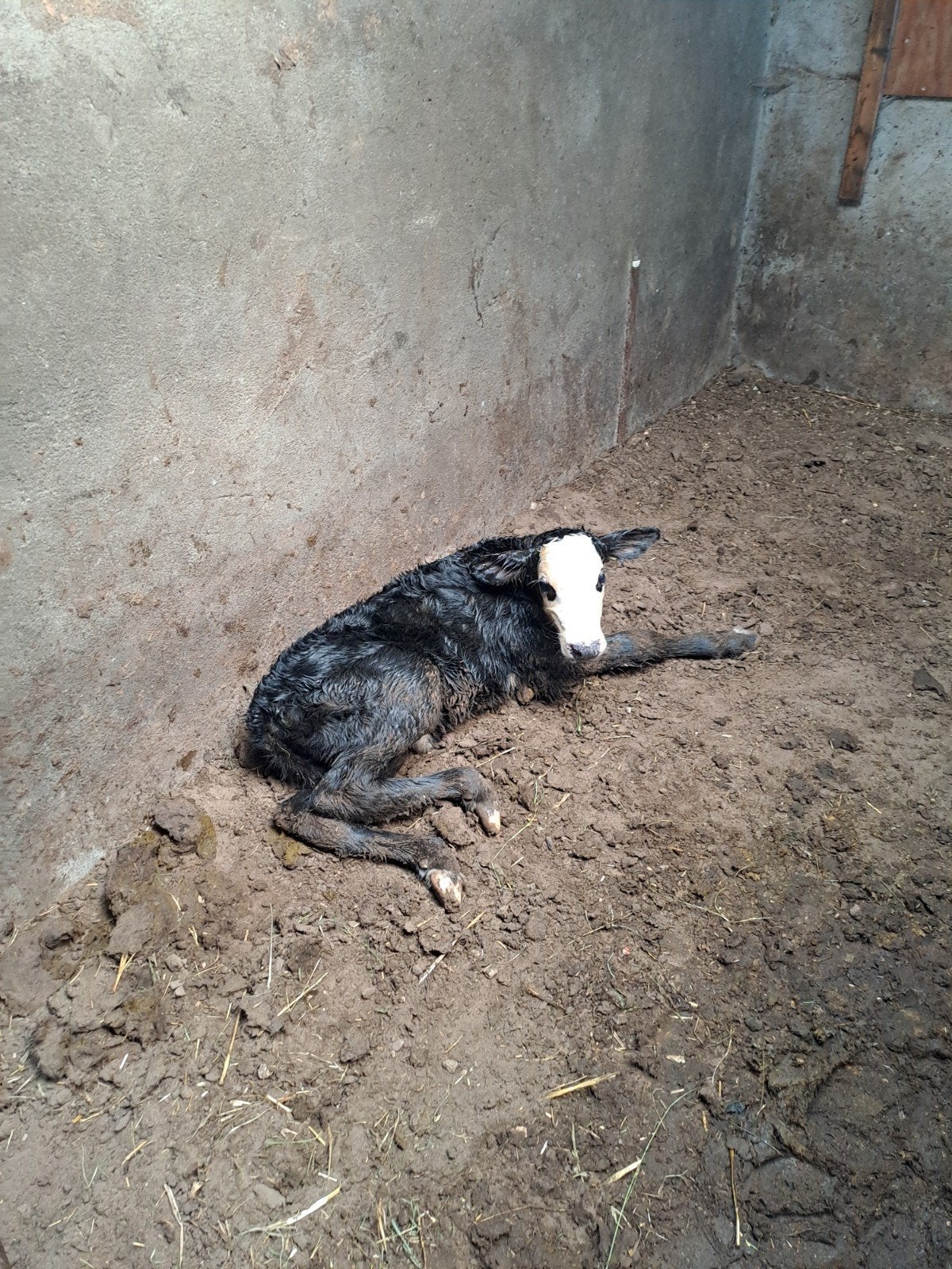 Blaarkop stierkalf zwart, Mannelijk, 0 tot 2 jaar