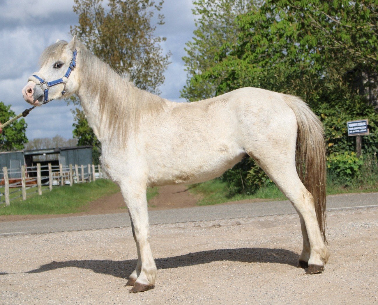 te koop super gave betuigde ruin welsh A, Dieren en Toebehoren, Ruin, Tuigpony, Gechipt, 3 tot 6 jaar