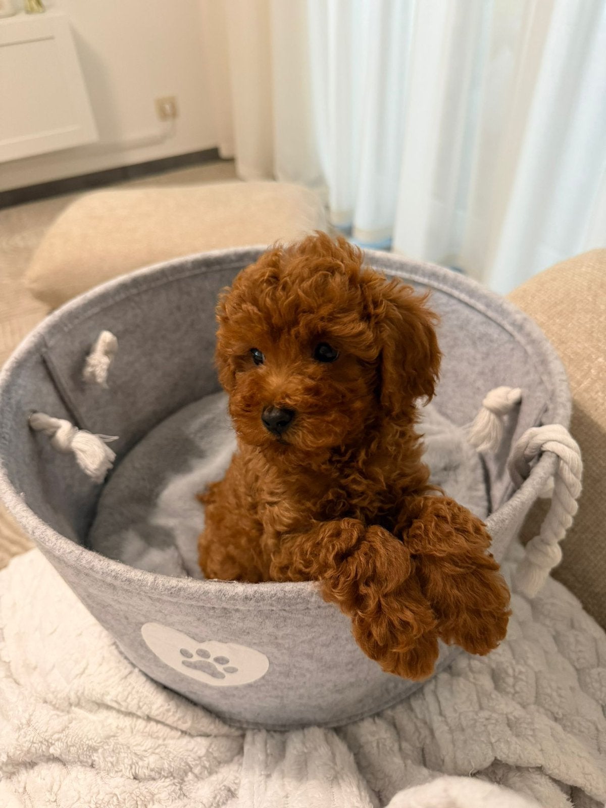 Toy poedel toy poodle, Dieren en Toebehoren, Honden | Chihuahua's en Gezelschapshonden, Poedel, Particulier, Reu, 8 tot 15 weken