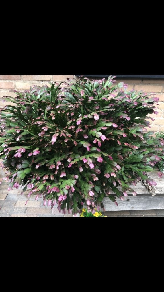 Grote lidcactus. 30 jaar oud, Ophalen, Halfschaduw, Cactus, Minder dan 100 cm
