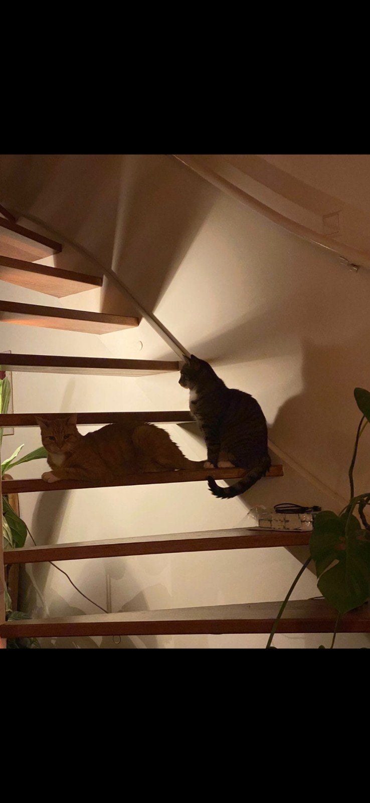 Pier en Wies zoeken een fijn thuis, Dieren en Toebehoren, Katten en Kittens | Overige Katten