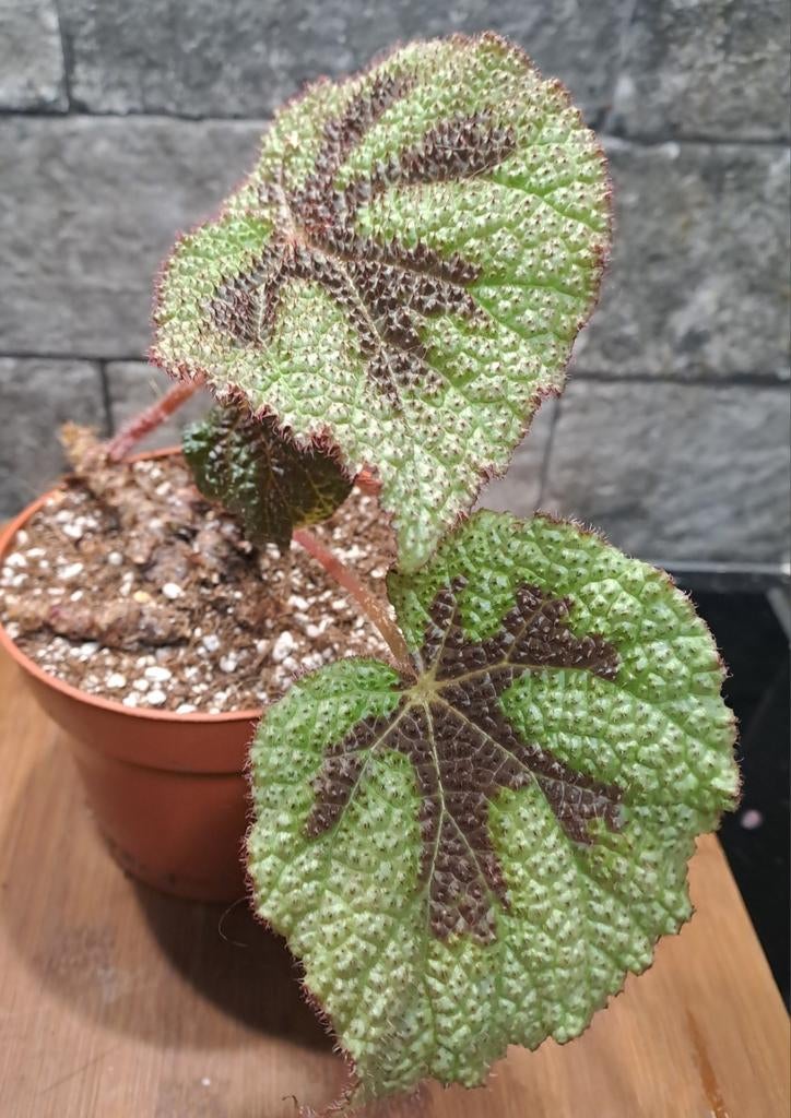 Begonia Masonia, Ophalen of Verzenden, Halfschaduw, Minder dan 100 cm