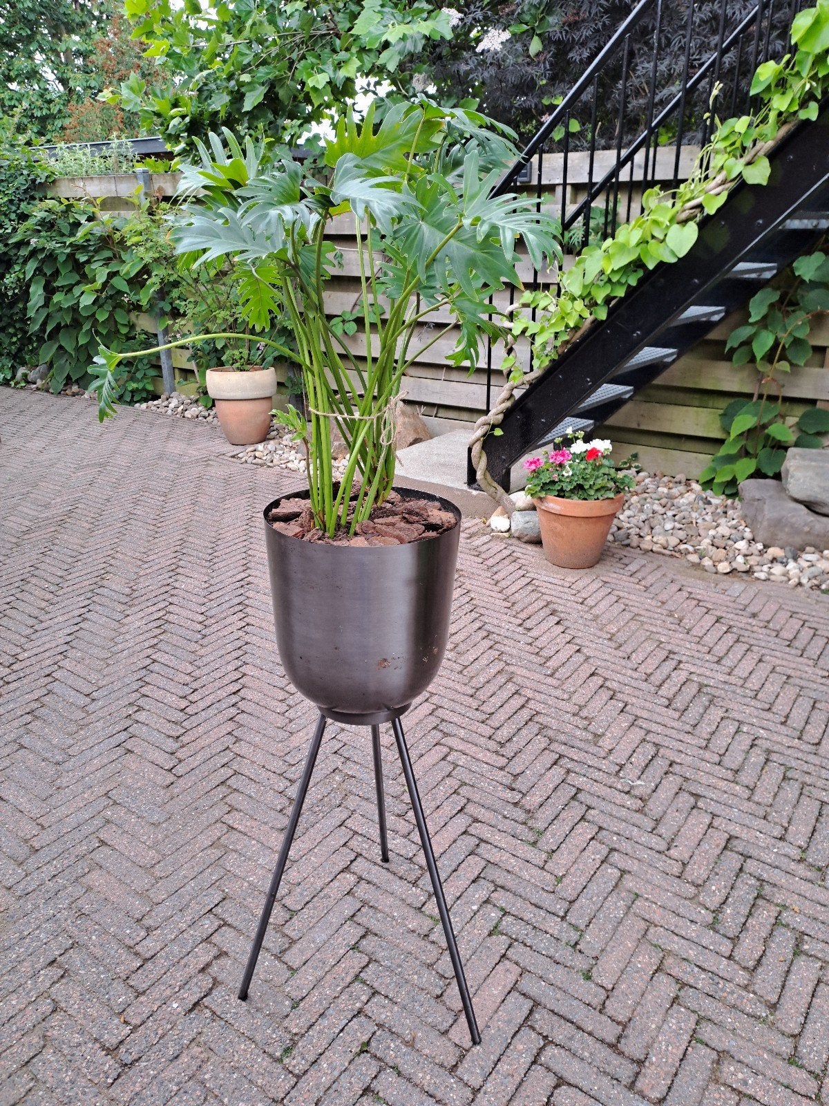 Philodendron, Huis en Inrichting, Kamerplanten, Ophalen, Halfschaduw, Minder dan 100 cm