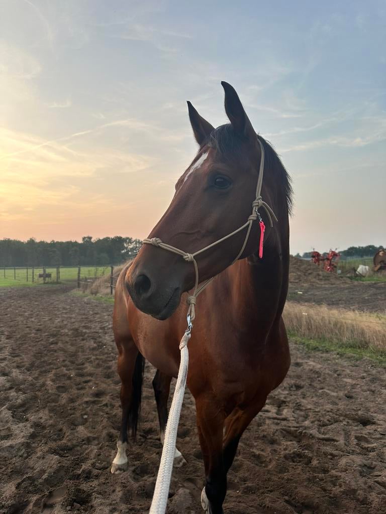 Lieve merrie met potentie voor dressuursport., Merrie, Met stamboom, Dressuurpaard, L