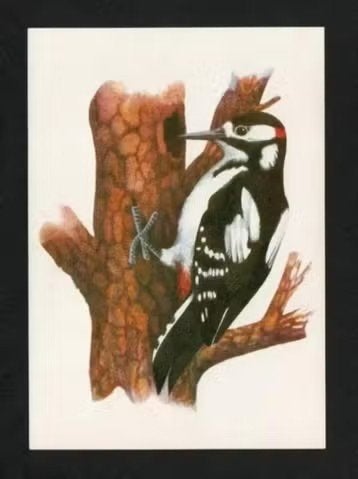 Grote Bonte Specht tegen Boom Dendrocopos Major, Ophalen of Verzenden, 1980 tot heden, Ongelopen, Vogel