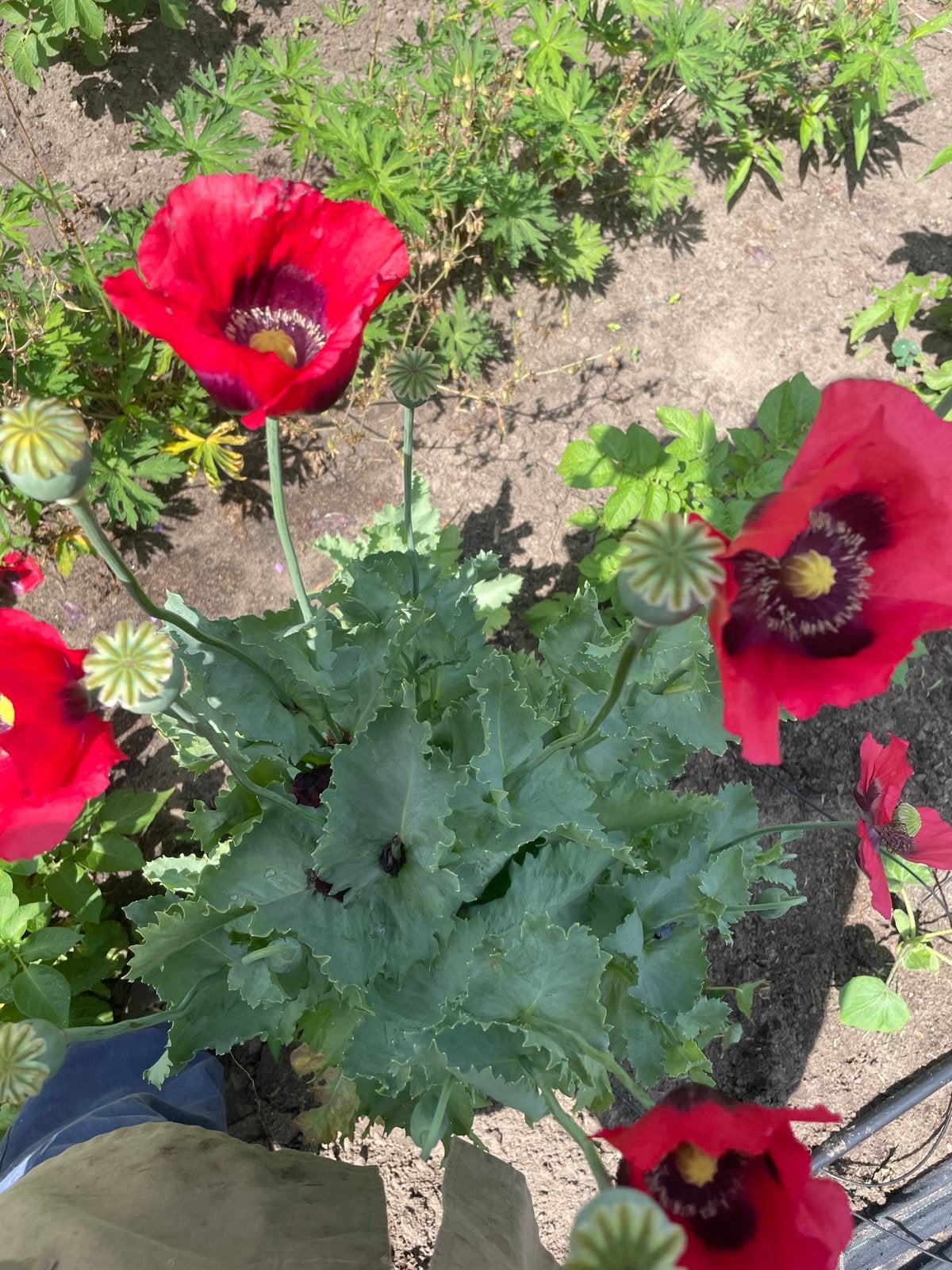 Papaver zaad - Rode klaproos zaden, Ophalen, Voorjaar, Volle zon, Zaad