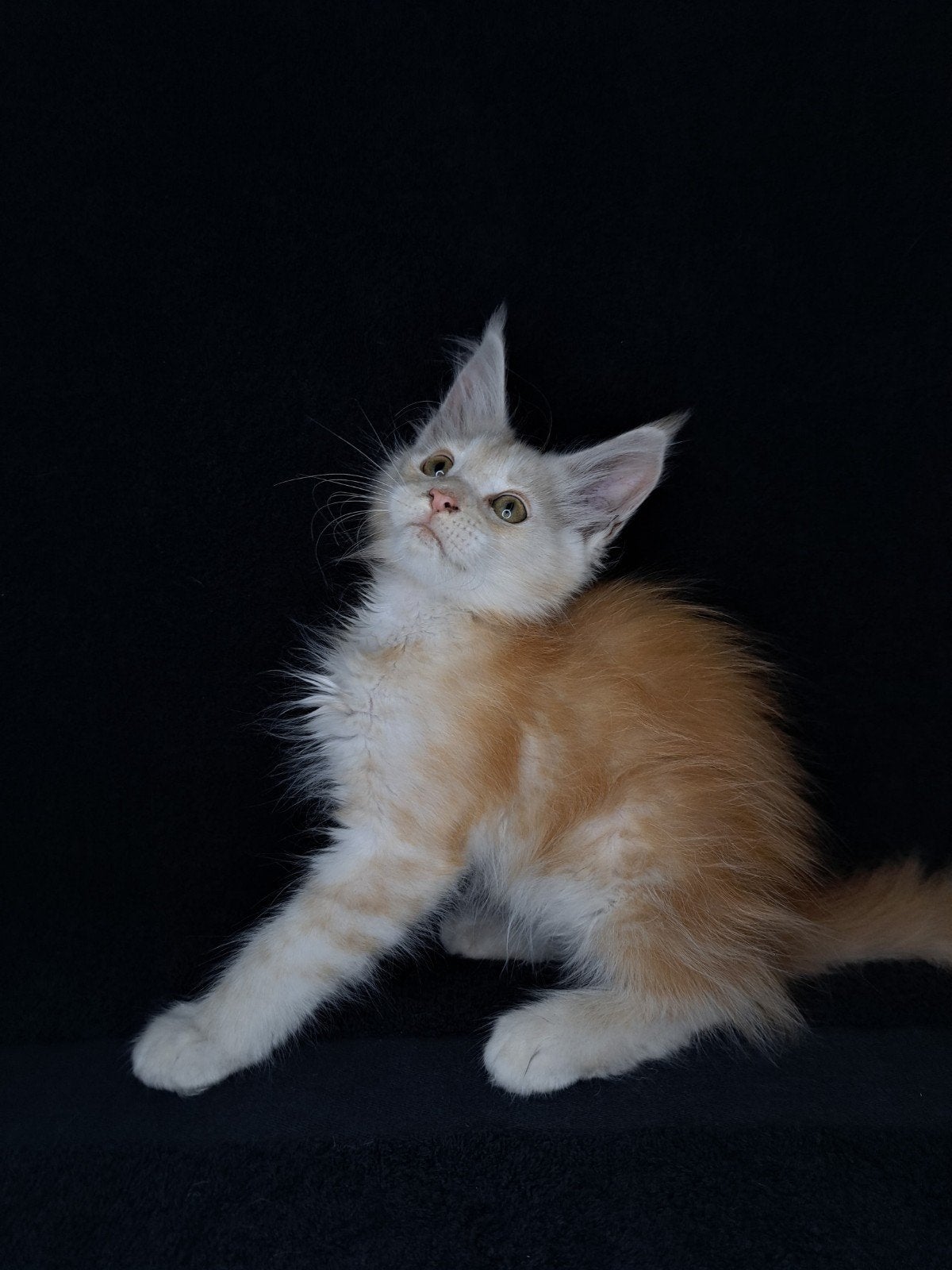Maine coon kittens met stamboom en volledig geteste ouders, Poes, Met stamboom, 0 tot 2 jaar