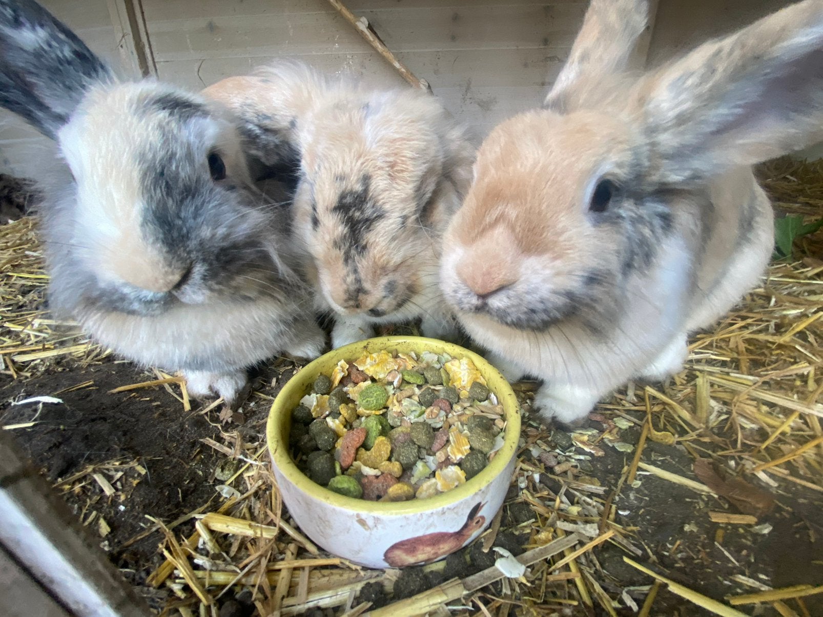 drie konijnen, Dieren en Toebehoren, Vrouwelijk, Middelgroot, 3 tot 5 jaar