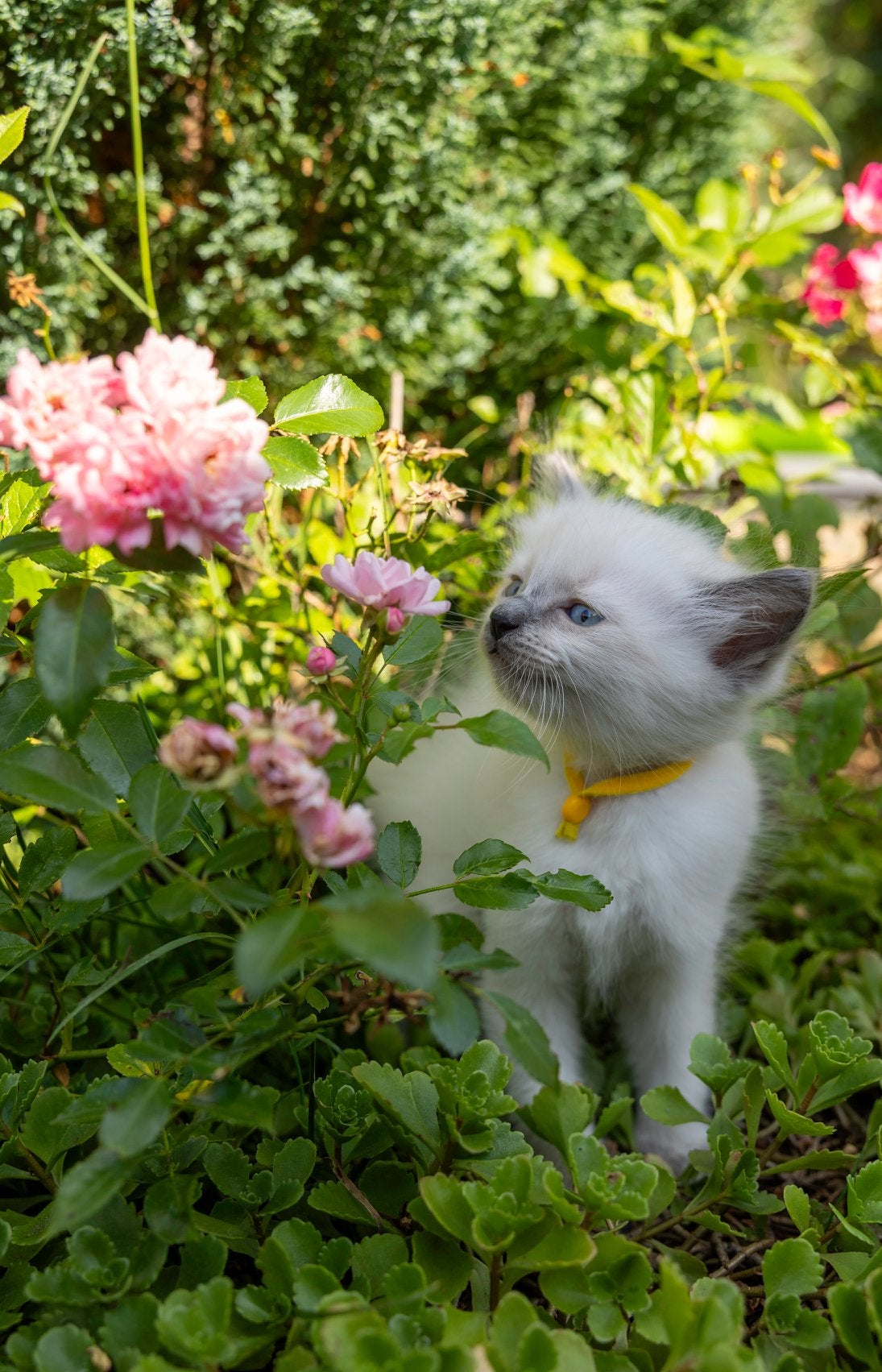 Raszuivere ragdoll kittens., Dieren en Toebehoren, Katten en Kittens | Raskatten | Langhaar, Meerdere dieren, Ingeënt