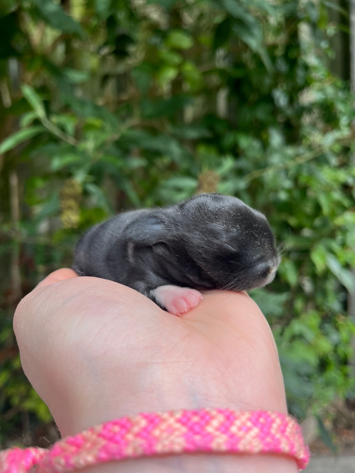 Prachtig raszuiver Minilop rammetje💙, Meerdere dieren, Dwerg, 0 tot 2 jaar