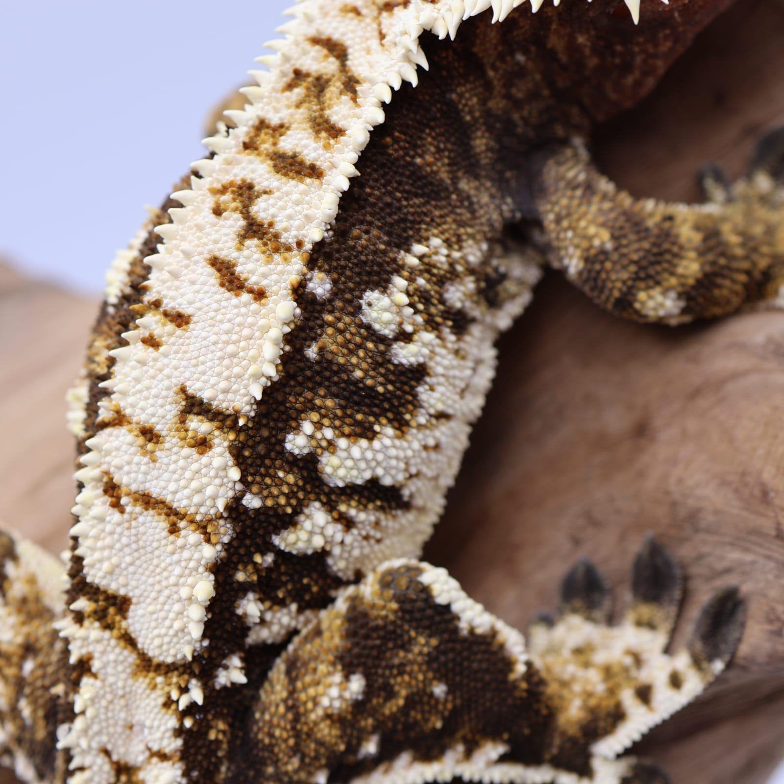 Wimper gekko (high end) Tricolor (man) Crested Gecko photo 4