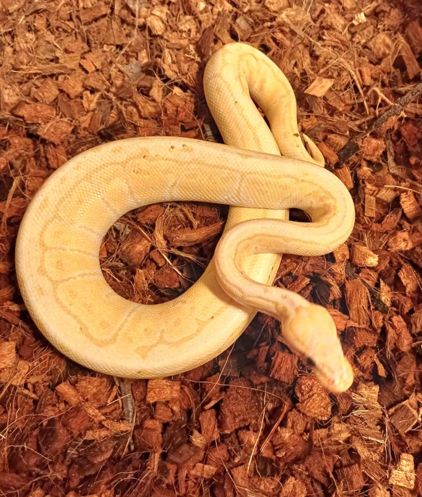 Python regius Ball Python - male for sale from Elvis