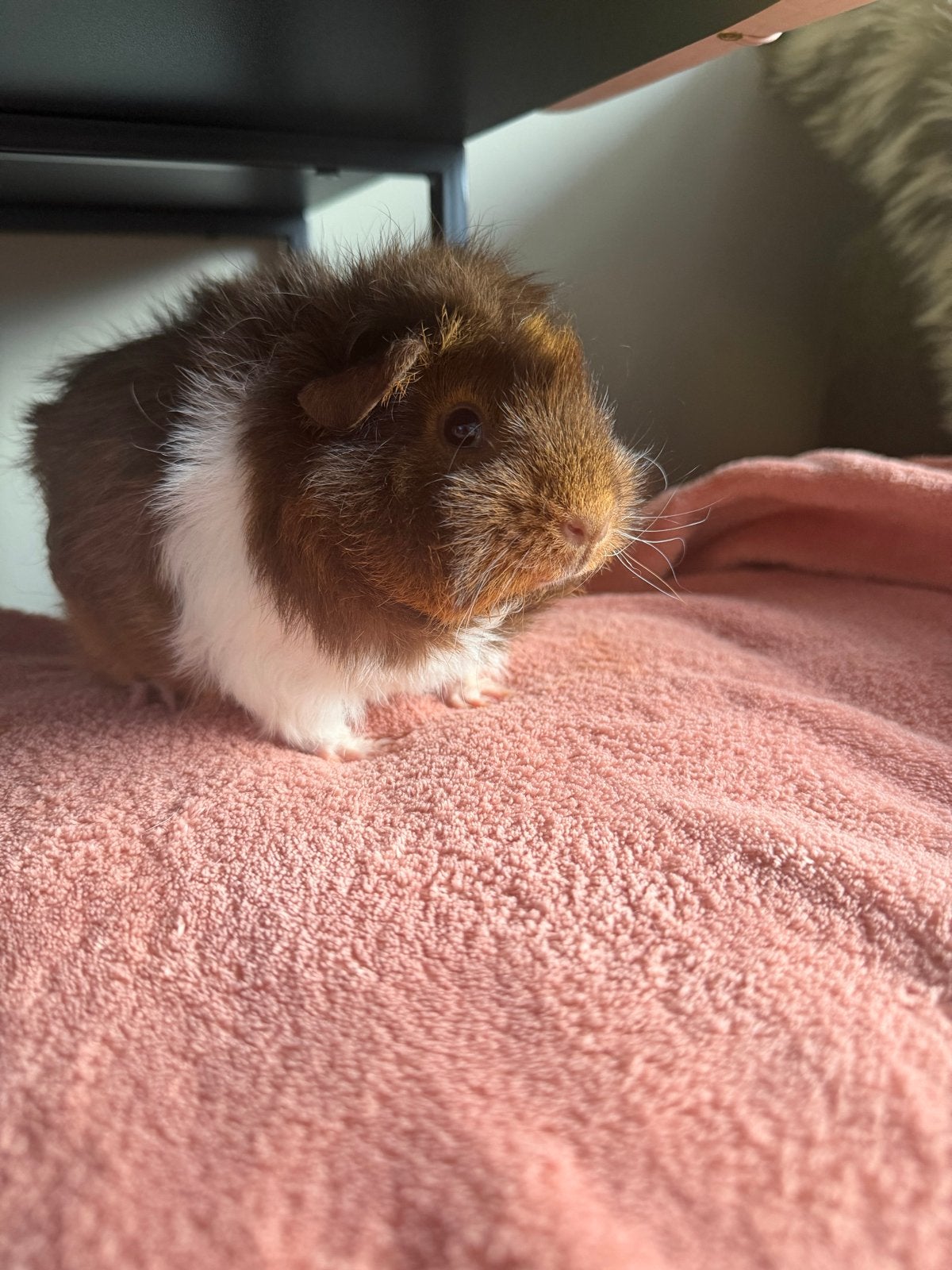 Cavia zeug, Cavia, Februari, Vrouwelijk, Tam