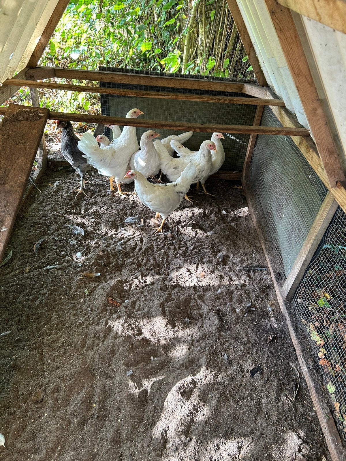 Blauwleggers, Dieren en Toebehoren, Vrouwelijk, Kip