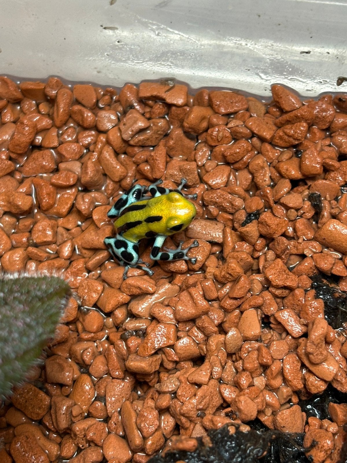 1.0 ranitomeya sirensis, Dieren en Toebehoren, Amfibie, 0 tot 2 jaar