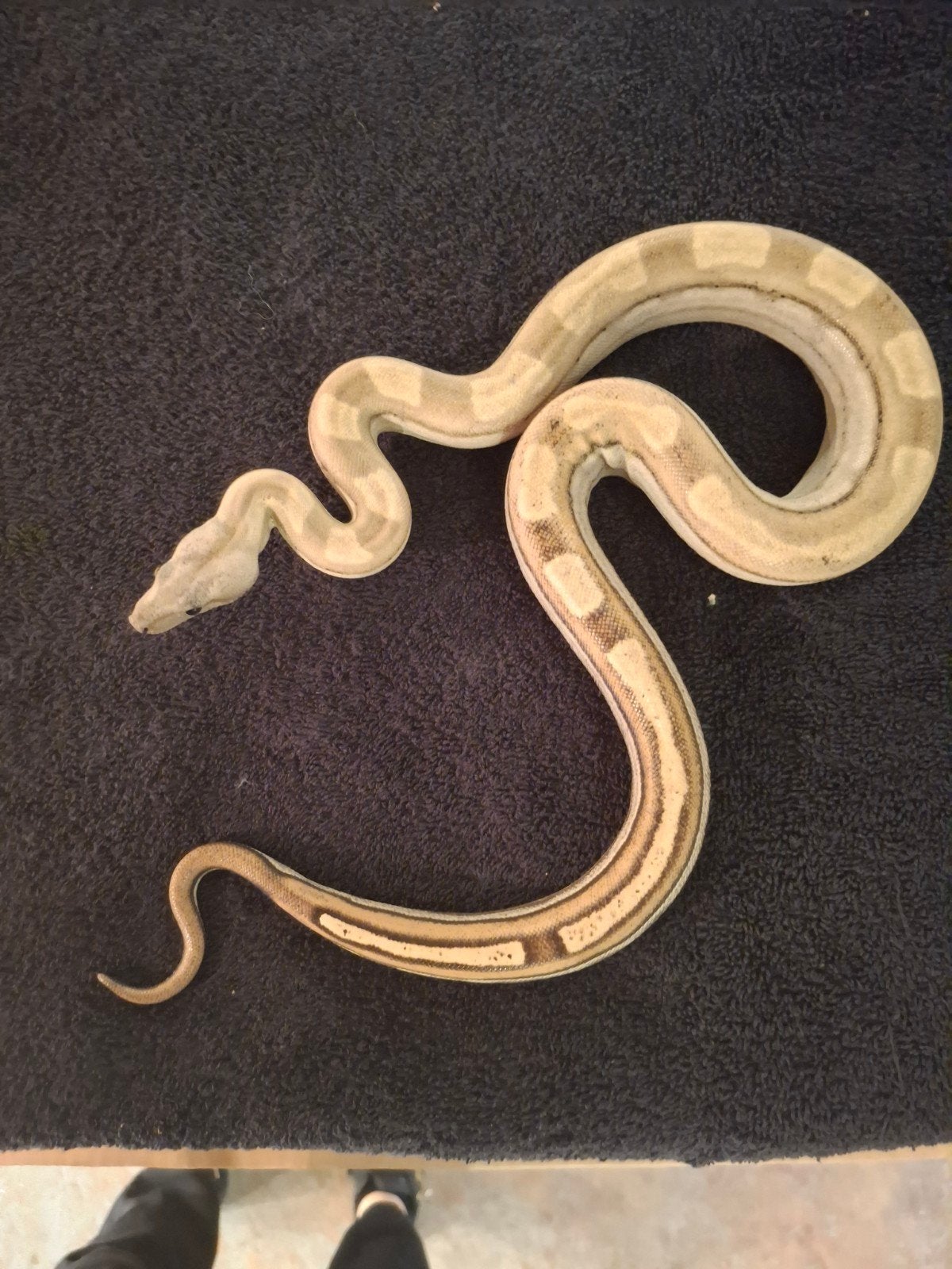 Boa Constrictor Imperator