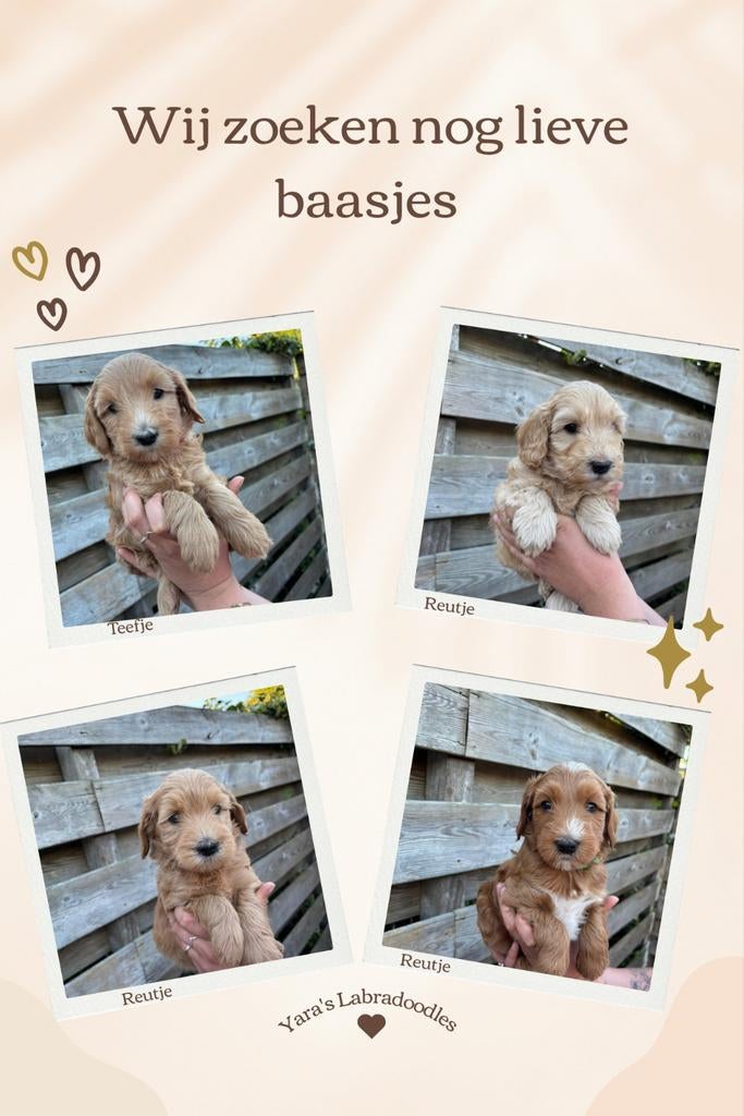Labradoodle pups, Overige rassen, 8 tot 15 weken, Meerdere, Meerdere dieren
