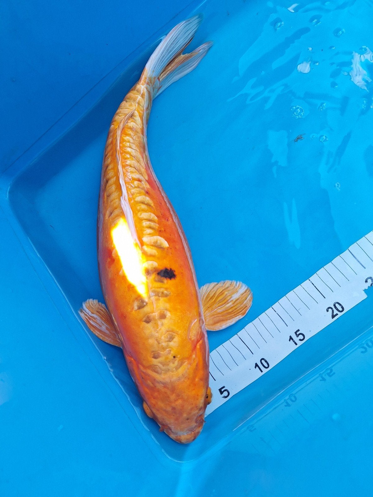 koikarper, Dieren en Toebehoren, Vissen | Vijvervissen, Karper of Koi
