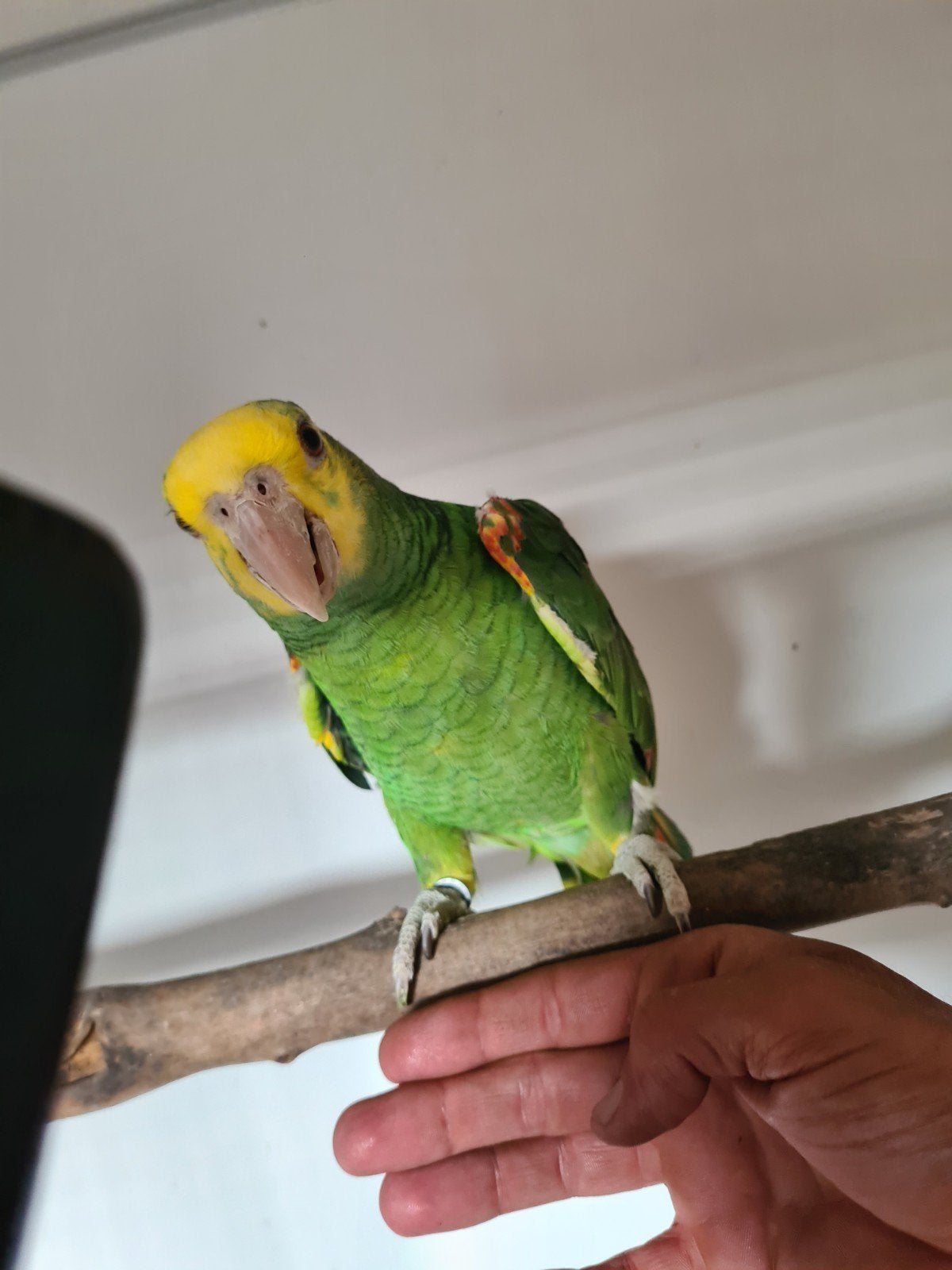 Dubbele geel kop amazone pop, Vrouwelijk, Papegaai, Tam