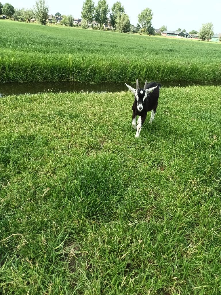 Bok te koop, Mannelijk, Geit, 0 tot 2 jaar