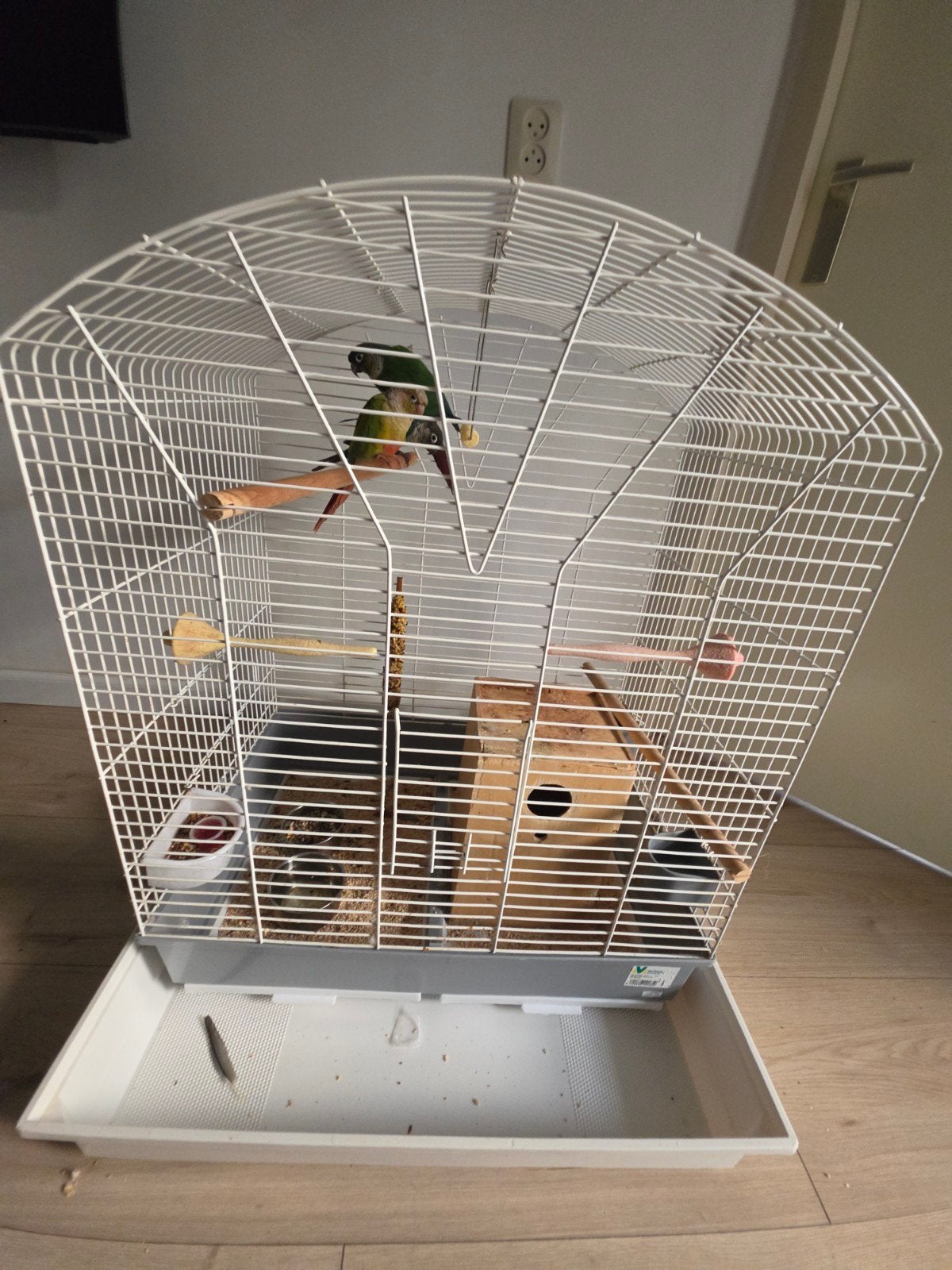 pyrrhura, Meerdere dieren, Parkiet