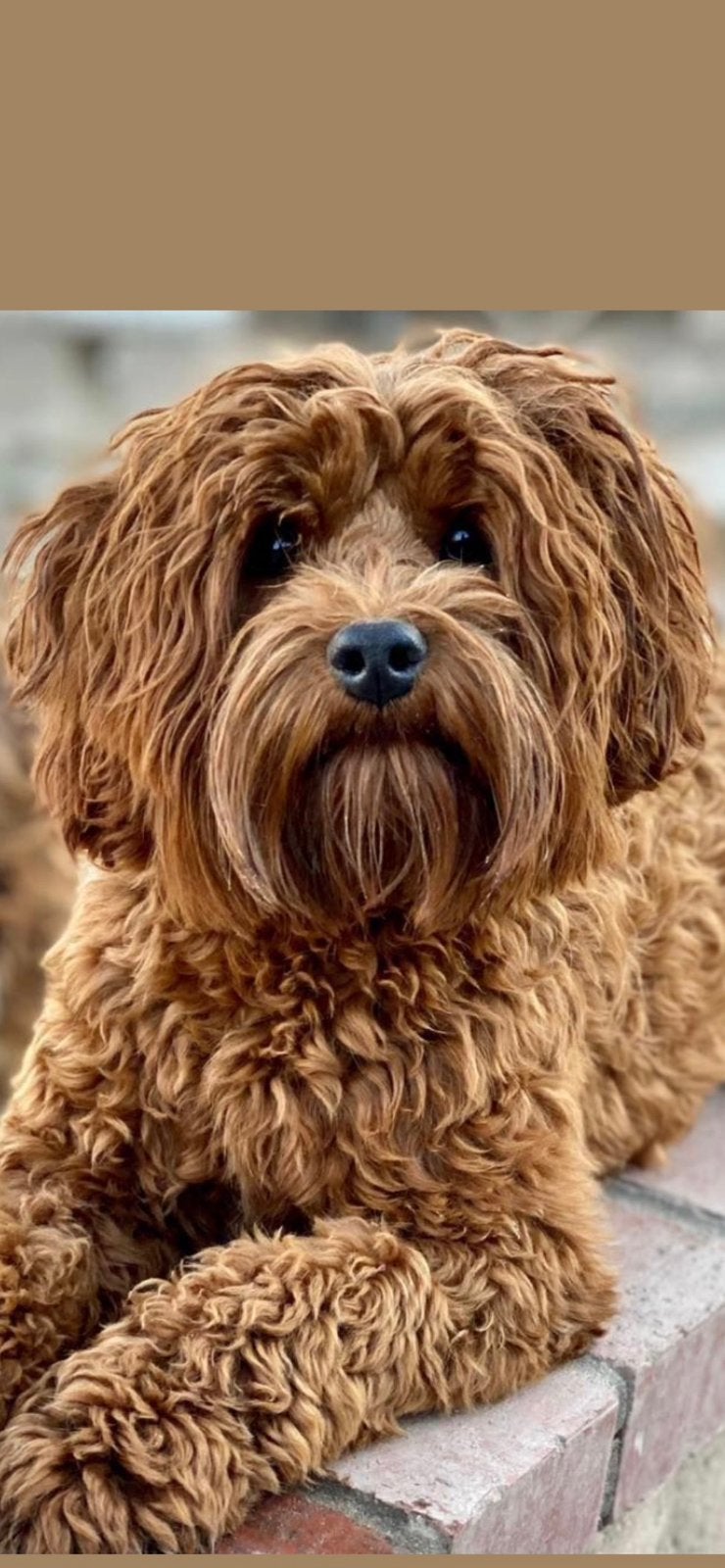 Labradoodle multigen puppy’s puppy, Overige rassen, 8 tot 15 weken, Meerdere dieren, Eén hond
