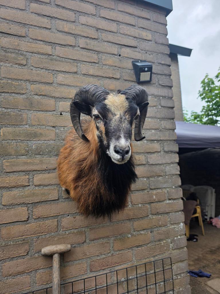 Opgezette Kameroen schaap taxidermie opgezette dieren uniek, Ophalen of Verzenden, Vogel, Opgezet dier