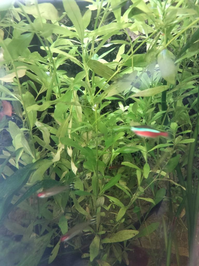 Belgisch groen aquarium plant