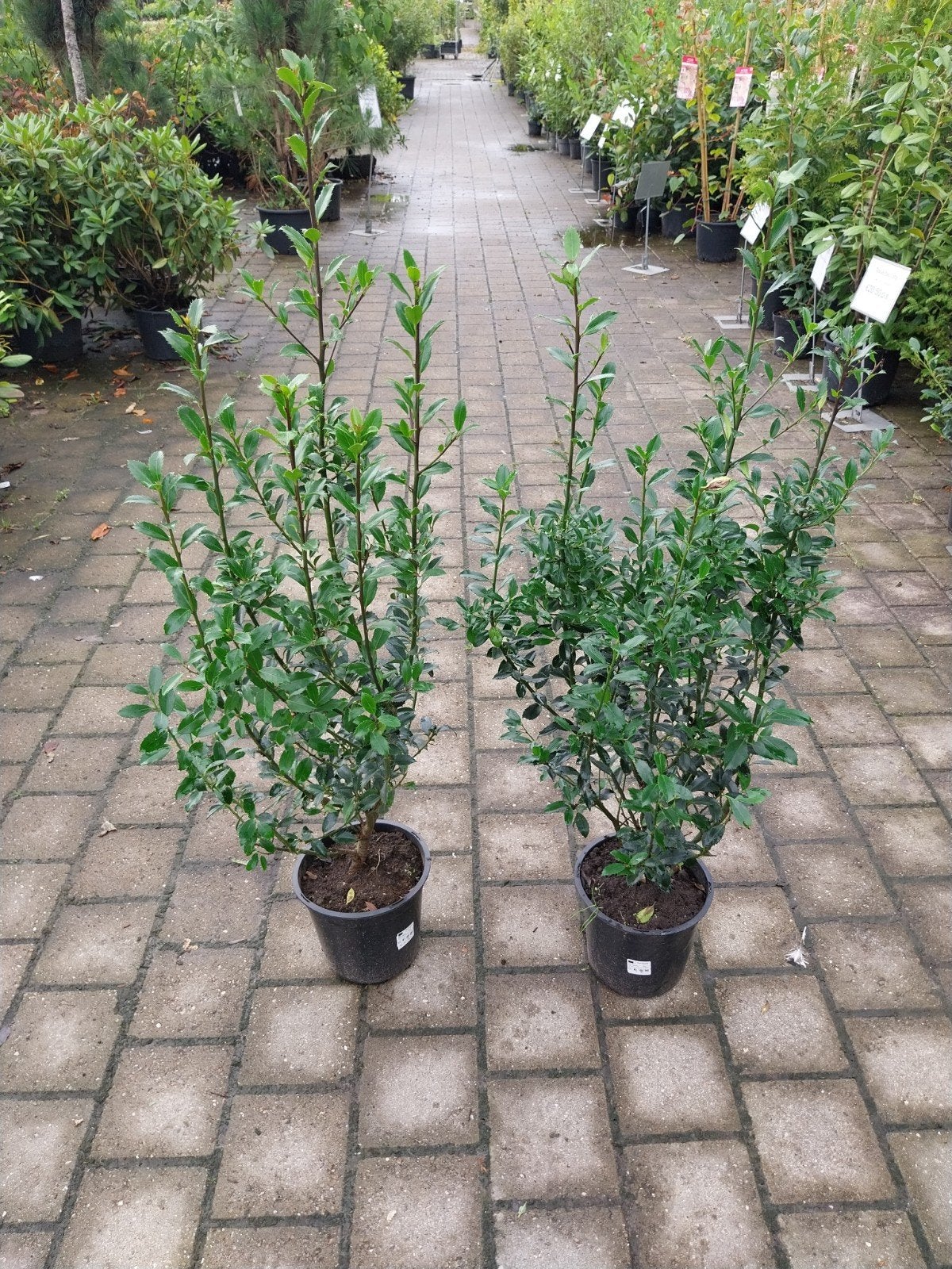 Ilex meservae - Blauwe Hulst voor uw tuin, Ophalen, Overige soorten, Halfschaduw
