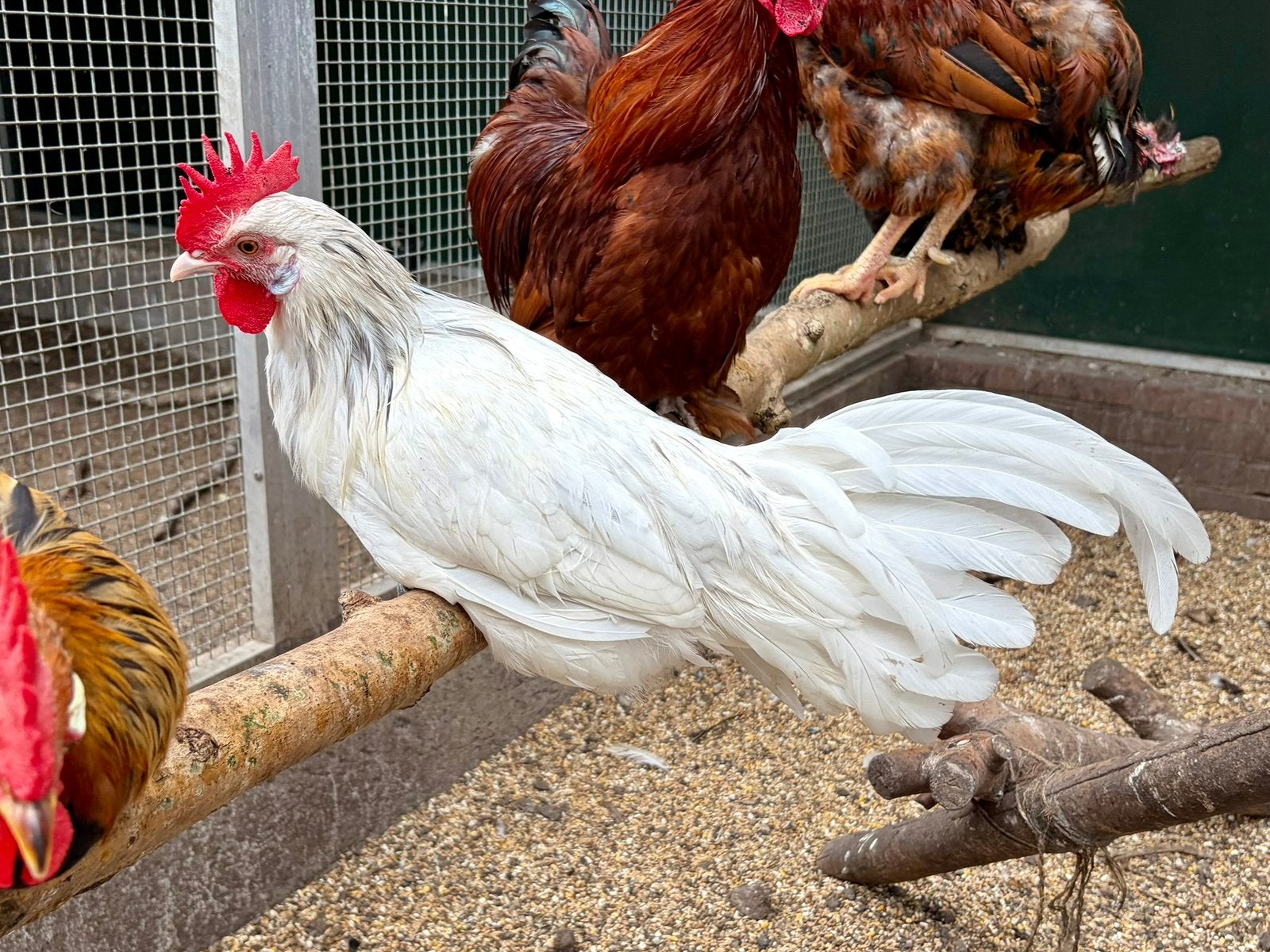 Mayonaise, Ramelsloher haan, Mannelijk, Kip
